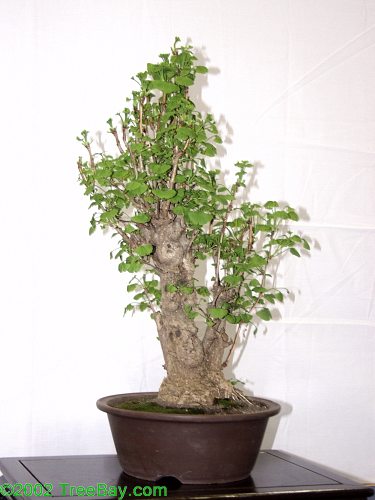 2002Betsuin 157_adj.jpg